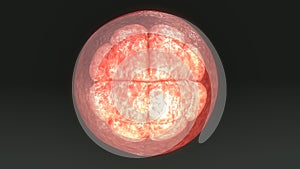 Human Egg Cell Division