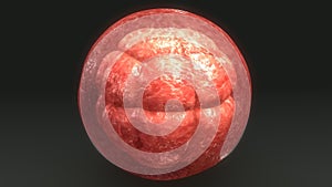 Human Egg Cell