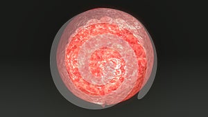 Human Egg Cell