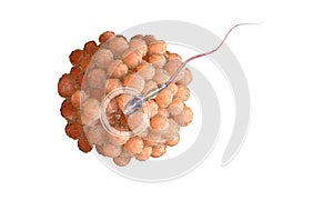 Human egg cell. Sperm, spermatozoon, floating to ovule. pregnant wooman , medical anatomy concept with hud elements photo