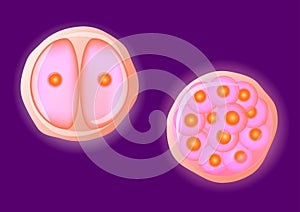 Uomo uova cellula. vettore 