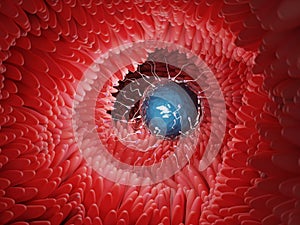 Human egg fertilization