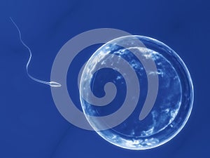 Human egg with sperm
