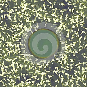 Human egg with sperm.