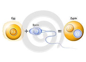 Human egg, sperm and zygote photo