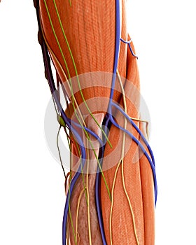 The human elbow anatomy