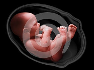 Human embryo photo
