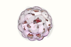 Human embryo on colorful background. 3D illustration