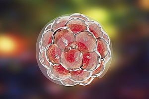 Human embryo on colorful background. 3D illustration