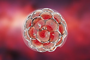 Human embryo on colorful background. 3D illustration