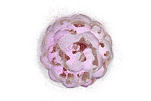 Human embryo on colorful background. 3D illustration