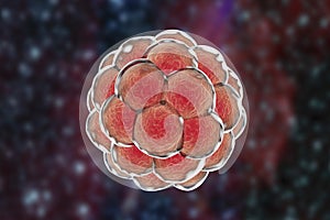 Human embryo on colorful background