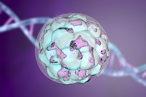 Human embryo on colorful background. 3D illustration photo