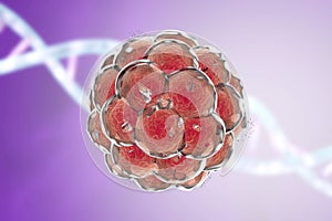 Human embryo on colorful background. 3D illustration photo