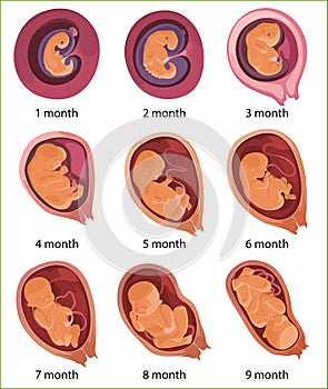 Human embryo evolution, flat vector illustration. Fetal development. Human anatomy.