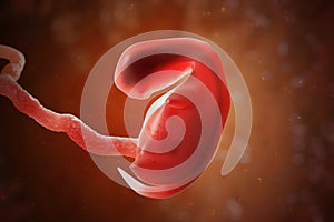 Human embryo or fetus inside womb. 3D rendered illustration