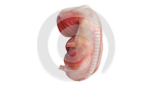 Human embryo fetus unborn, back view