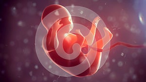 Human embryo inside body. 3d illustration