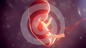 Human embryo inside body. 3d illustration