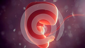Human embryo inside body. 3d illustration