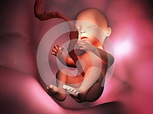 Human embryo inside body 3d illustration