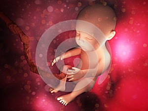 Human embryo inside body 3d illustration image