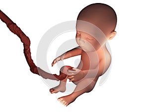 Human embryo inside body 3d illustration on white