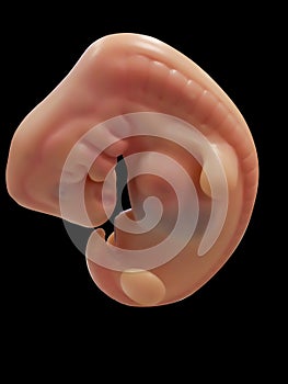 Human Embryo Model photo