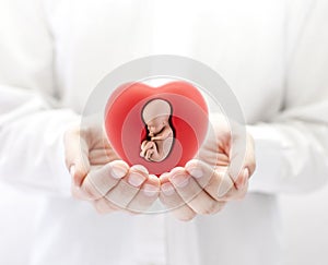 Human embryo in red heart on hands