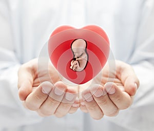 Human embryo in red heart on hands