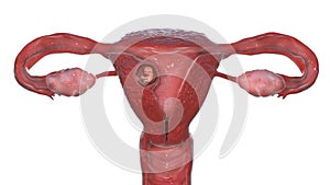 Human embryo in the uterus, scientifically accurate 3D illustration