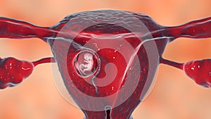 Human embryo in the uterus, scientifically accurate 3D illustration