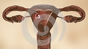 Human embryo in the uterus, scientifically accurate 3D illustration