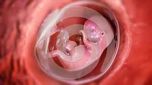 Human embryo in the uterus, scientifically accurate 3D illustration