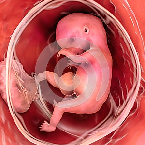 Human embryo in the uterus, scientifically accurate 3D illustration