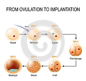 Human embryonic development