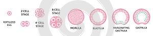 Human embryonic development, or human embryogenesis from zygota to gastrula.