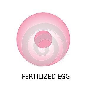 Human embryonic development, or human embryogenesis from zygota to gastrula. photo