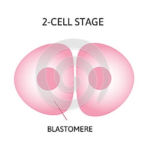 Human embryonic development, or human embryogenesis from zygota to gastrula. photo