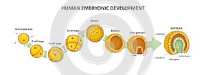 Human embryonic development, or human embryogenesis from zygote to gastrula.