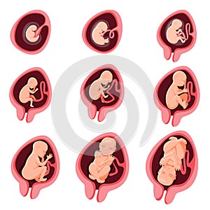 Human embryonic development nine month stage set