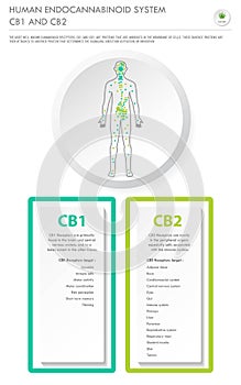 Human Endocannabinoid System CB1 and CB2 vertical business infographic
