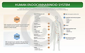 Human Endocannabinoid System horizontal textbook infographic