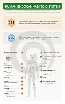 Human Endocannabinoid System vertical textbook infographic