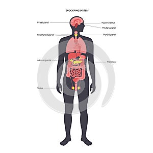 Human endocrine system