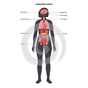 Human endocrine system