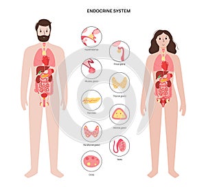 Human endocrine system