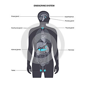 Human endocrine system