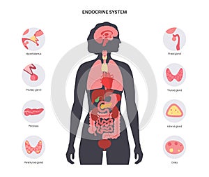 Human endocrine system