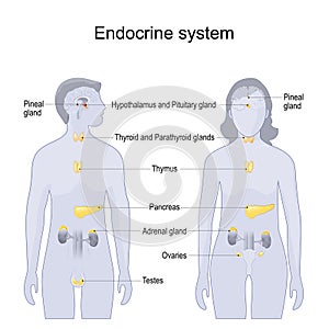 Human endocrine system. comparative anatomy of Female and Male body